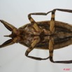 044 Insecta (FV) Hemiptera Belostome 7EIMG_1182WTMK.jpg