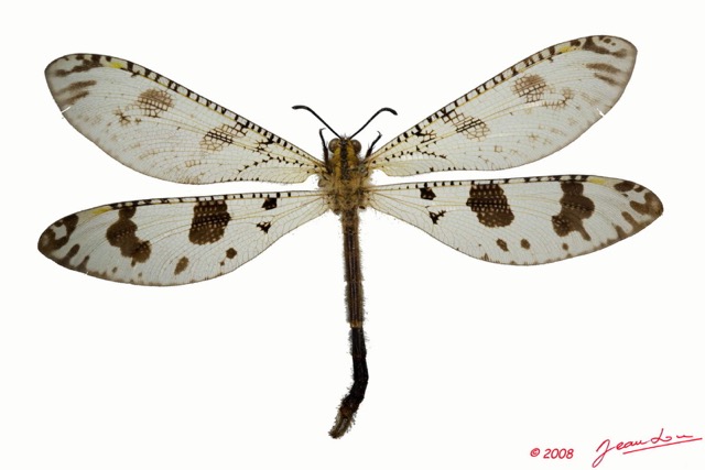 045 Insecta Odonata (FD) 8EIMG_24706awtmk.jpg