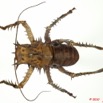 049 Insecta Orthoptera 06c (FD) 9E5K2IMG_57100wtmk.jpg