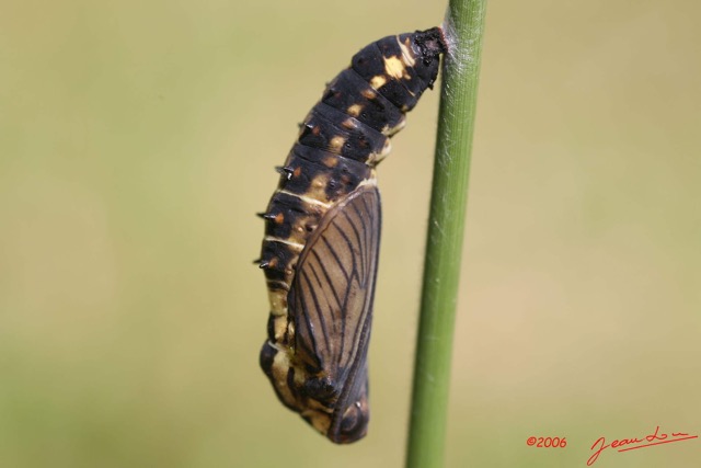 009 Chrysalide ACRAEA Vesperalis IMG_1000WTMK.jpg