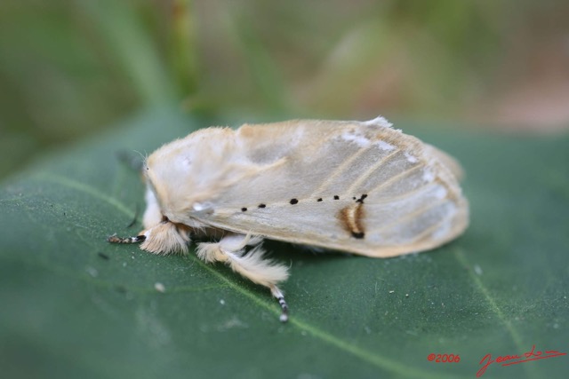 030 Moth Alive IMG_0622WTMK.jpg