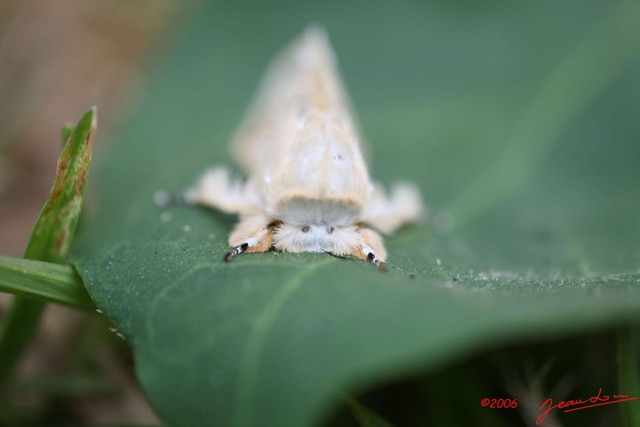 031 Moth Alive IMG_0628WTMK.jpg