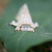 031 Moth Alive IMG_0628WTMK.jpg