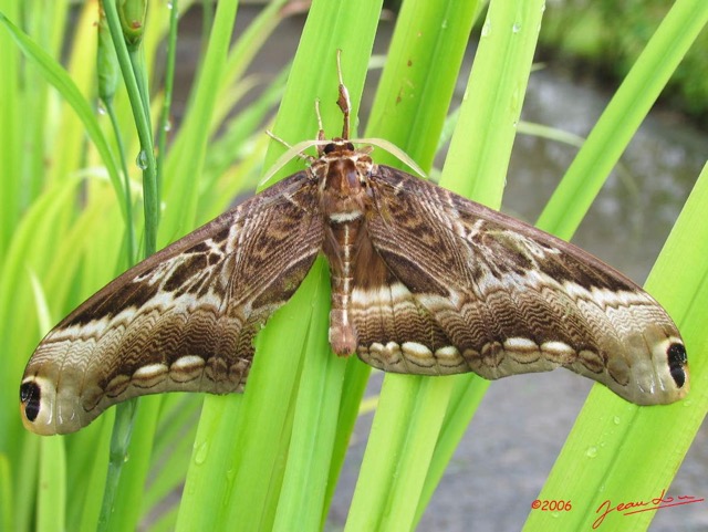 032 Moth Natural IMG_5024WTMK.jpg