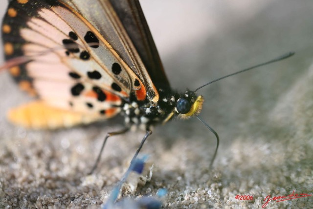 036 Live Butterfly Acraea perenna IMG_1123WTMK.jpg