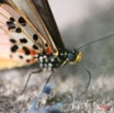 036 Live Butterfly Acraea perenna IMG_1123WTMK.jpg