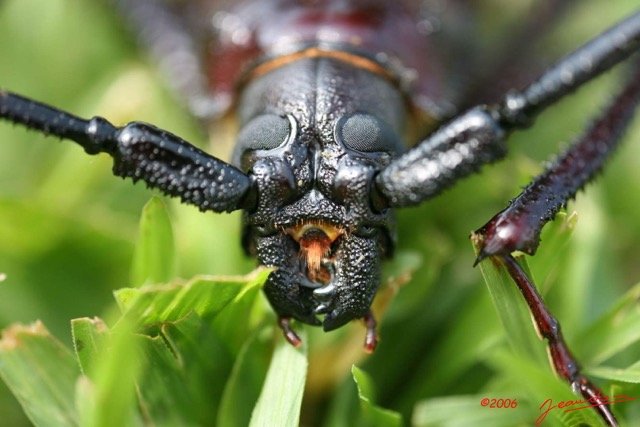 038 Coleoptere IMG_1223WTMK.jpg
