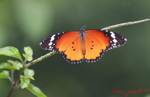 043 Lepidoptere Live Danaus chrisyppus IMG_1595wtmk.jpg