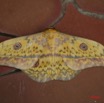 044 Moth Aurivilius triramis IMG_1513WTMK.jpg