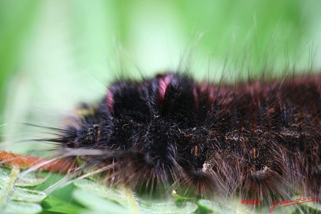 051 Chenille IMG_4112WTMK.jpg