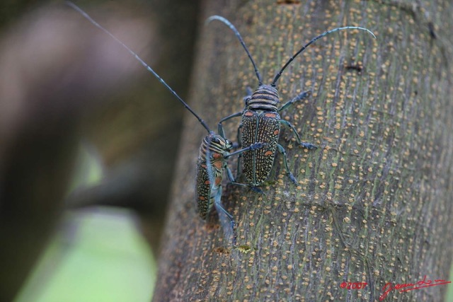 055 Coleoptere Zographus regalis IMG_4089WTMK.jpg