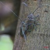 055 Coleoptere Zographus regalis IMG_4089WTMK.jpg