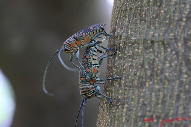 056 Coleoptere Alive Zographus regalis m/f IMG_4446WTMK.jpg