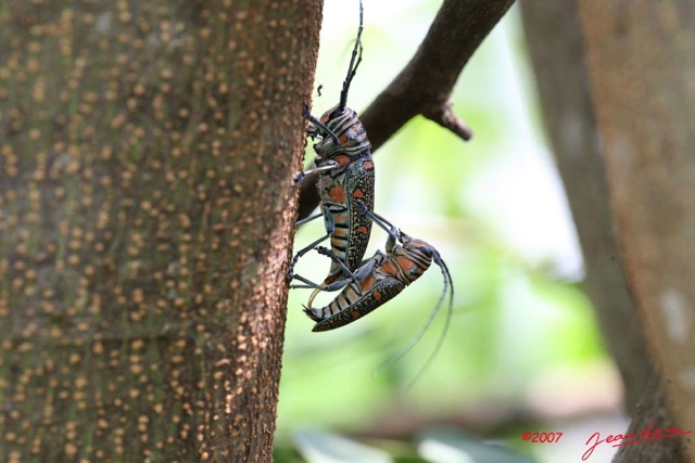 057 Coleoptere Alive Zographus regalis m/f IMG_4458WTMK.jpg