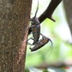 057 Coleoptere Alive Zographus regalis m/f IMG_4458WTMK.jpg