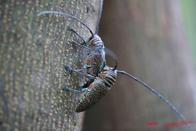 058 Coleoptere Zographus regalis Accouplement IMG_4341WTMK.jpg