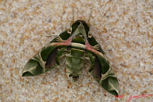 063 Heterocere Daphnis nerii IMG_4895WTMK.jpg