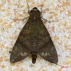 066 Heterocere Sphingiidae IMG_4884WTMK.jpg