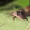 075 Heteroptere Punaise Alive 7IMG_5605WTMK.jpg