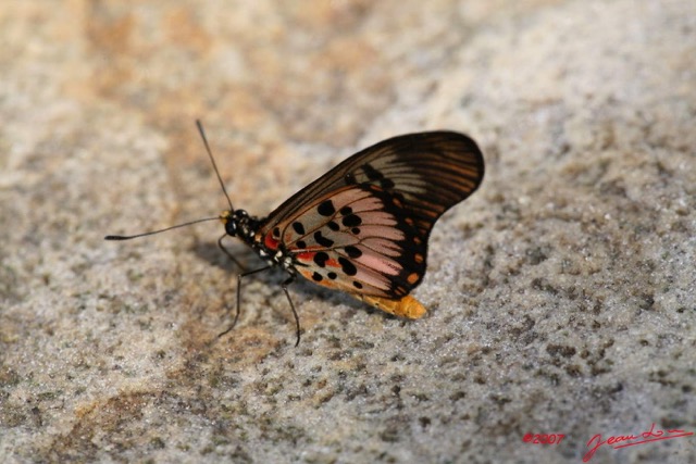 081 Mont KALAMI Lepidoptere Acraea zetes 7IMG_6408WTMK.jpg