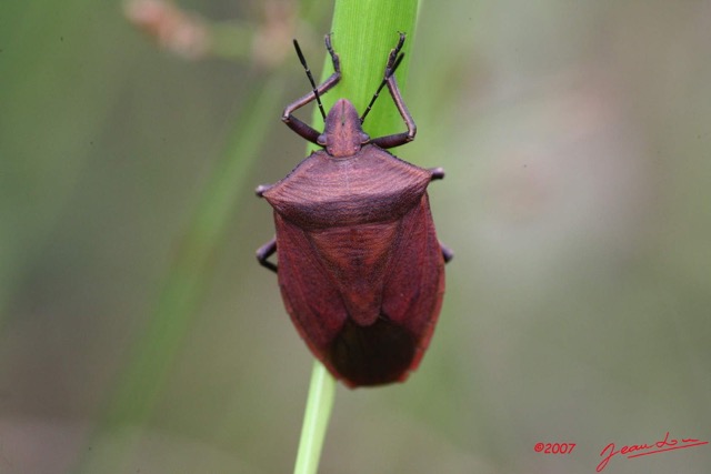 094 LANGOUE Insecte Heteroptere Punaise 7IMG_7648WTMK.jpg