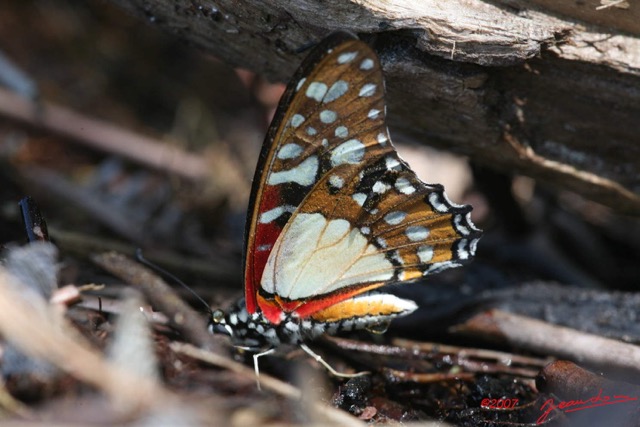 097 Lepidoptere Live Graphium angolanus 7IMG_8394Awtmk.jpg