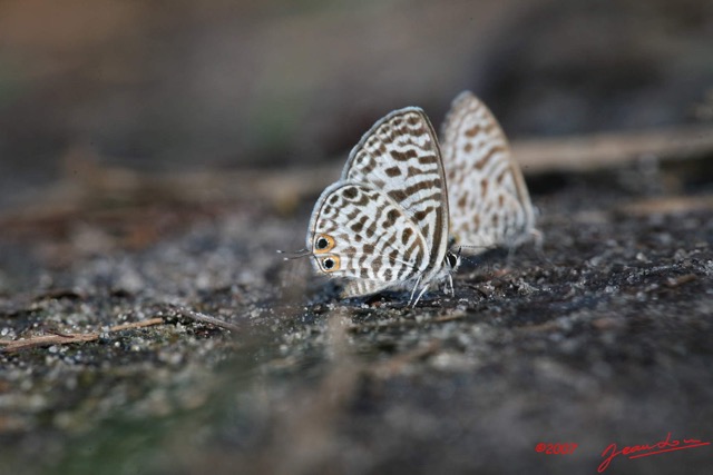 098 Lepidoptere Live Leptotes pirithous m 7IMG_8386Awtmk.jpg