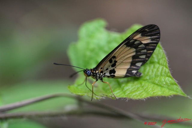 013 Lepidoptere ACRAEA Bonassia 7EIMG_9177WTMK.jpg