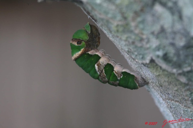 017 LA LOPE Chrysalide Papilio Demodocus 7EIMG_9754WTMK.jpg