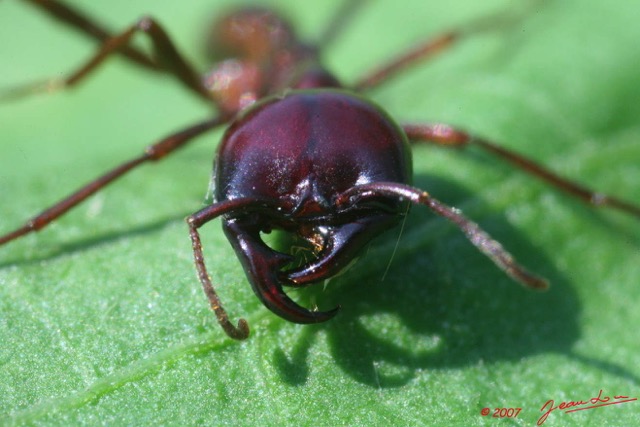 034 Insecte Hymenoptere Fourmi 7EIMG_2634WTMK.jpg