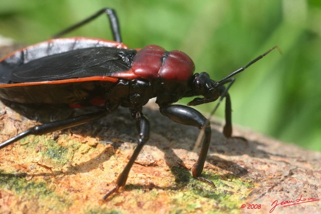 039 Insecte Heteroptere Punaise 8EIMG_3877WTMK.jpg