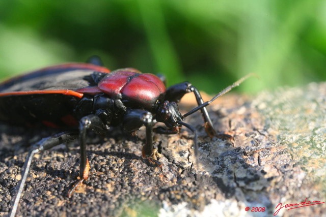 041 Insecte Heteroptere Punaise 8EIMG_3947WTMK.jpg