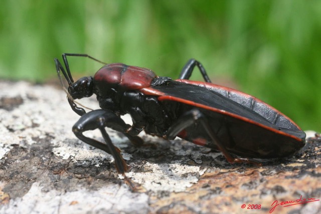 049 Insecte Heteroptere Punaise 8EIMG_4408WTMK.jpg