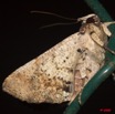 102 Moth Live 9E50IMG_30562wtmk.jpg