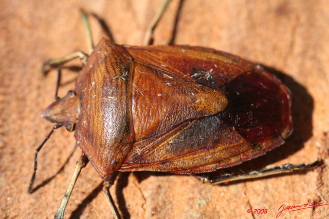 008 Insecte Heteroptere Punaise 07 8EIMG_19091WTMK.jpg