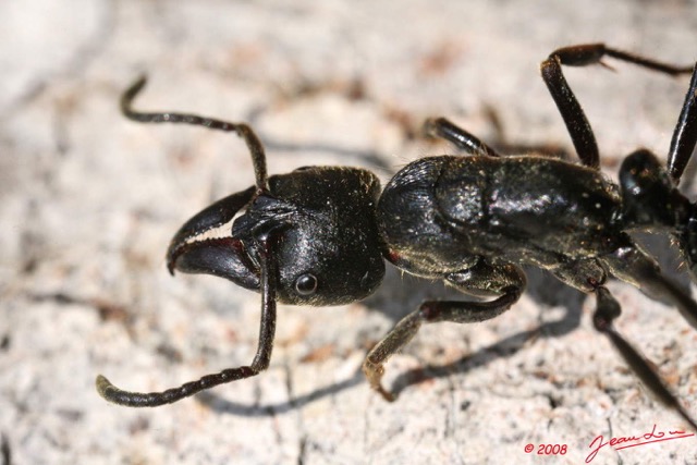 029 Insecte hymenoptere Fourmi 8EIMG_21518WTMK.jpg