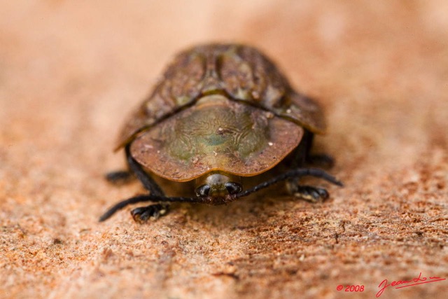 032 TSOUBA Insecte Heteroptere Punaise 9 8EIMG_22064-2wtmk.jpg