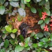 049 Nid Abeilles 8E2IMG_30028wtmk.jpg
