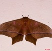 057 Moth Live Imbrasia epimethea m 8E50IMG_30171wtmk.jpg