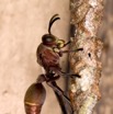 071 Insecte Hymenoptere Abeille 9E50IMG_30470wtmk.jpg