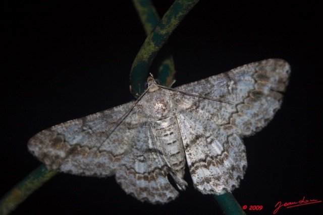 082 Moth Live 9E50IMG_30667wtmk.jpg