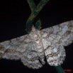 082 Moth Live 9E50IMG_30667wtmk.jpg