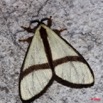 083 Moth Live 9E50IMG_30669wtmk.jpg