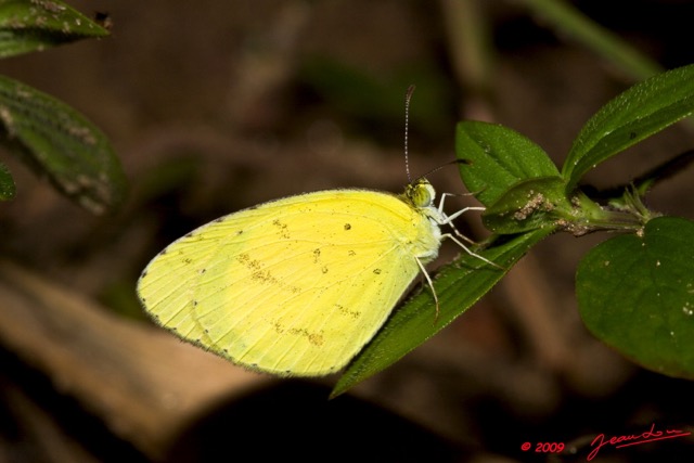 093 Plateaux Bateke 4 Lepidoptere Eurema senegalensis 9E50IMG_30842wtmk.jpg