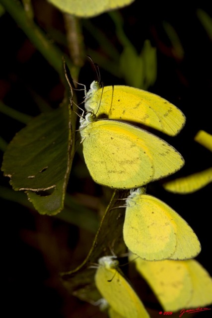 094 Plateaux Bateke 4 Lepidopteres Eurema senegalensis 9E50IMG_30844wtmk.jpg