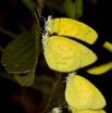 094 Plateaux Bateke 4 Lepidopteres Eurema senegalensis 9E50IMG_30844wtmk.jpg