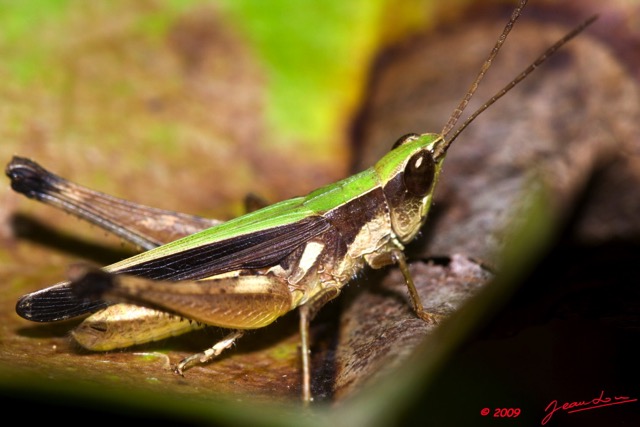 100 Insecte Orthoptere Criquet Gabon 9E50IMG_31156wtmk.jpg