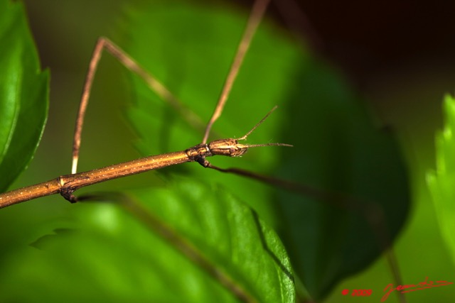 020 Insecte Phasmide 9E5K2IMG_52567wtmk.jpg