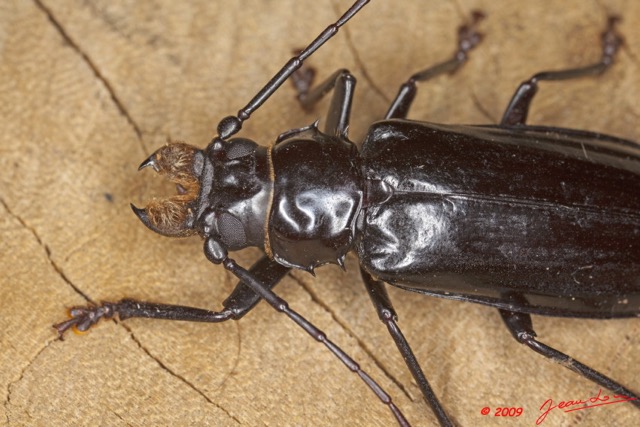 073 Coleoptere 9E5K2IMG_55657wtmk.jpg