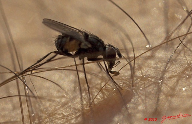 083 Insecte Live Diptere Moucheron 9E5K2IMG_55803wtmk.jpg